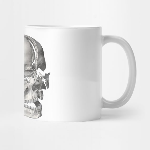 Vintage Human Anatomy Skull by MasterpieceCafe